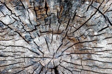 Bark Close-up Dry