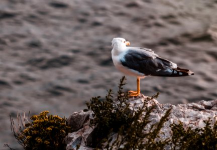 White And Grey Seagull On Rock photo