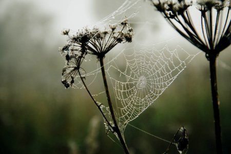 Shallow Focus Photography Of A Spiderweb With Raindrops photo