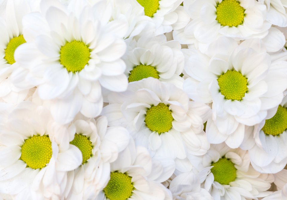Beautiful Bloom Blooming