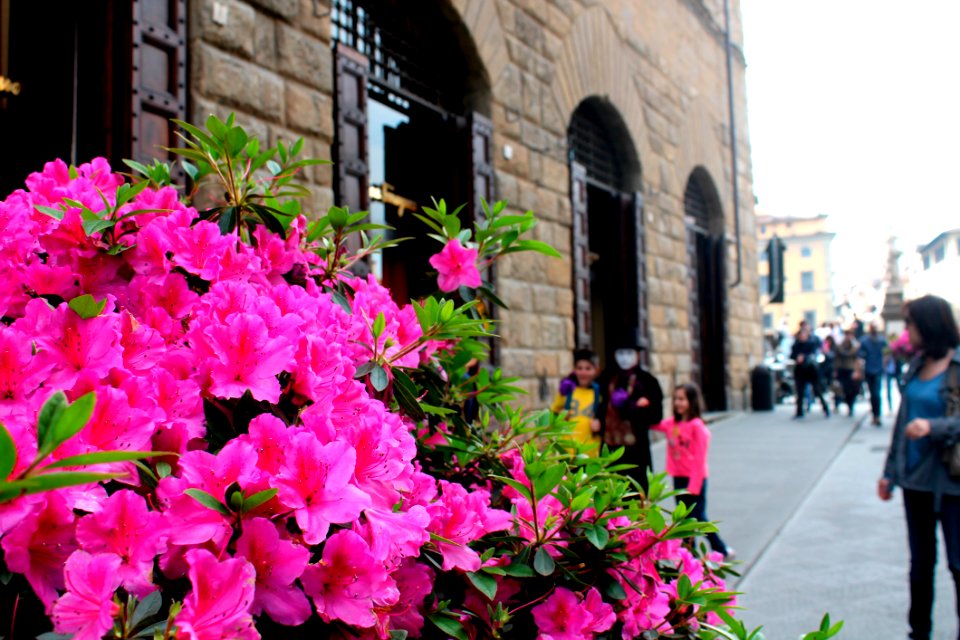 Bloom Blooming Blur