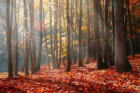 Landscape Photography Of Forest During Autumn Season photo