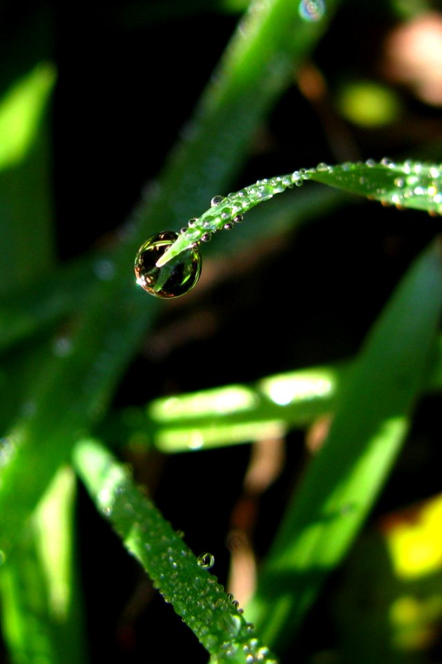 Blade Of Grass
