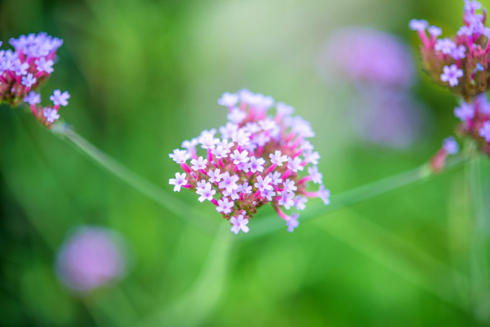 Macro Shot Of White Flower