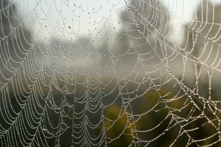 Close-up Cobweb Macro