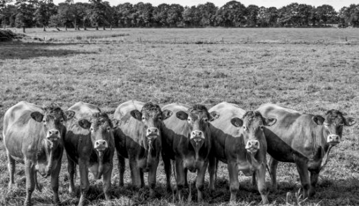 Grayscale Photo Of Six Water Buffalo In Field