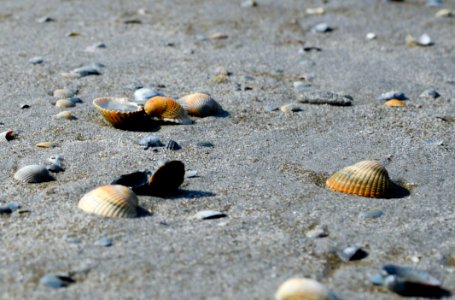 Close-up Photo Of Seashells photo
