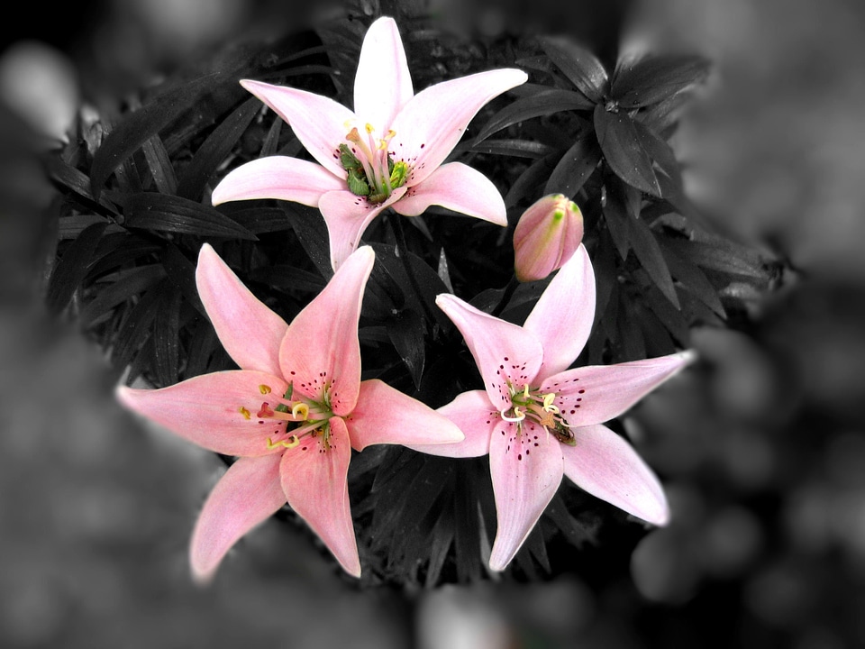 Lily black white background lilies