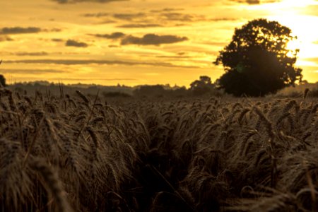 Agriculture Countryside Crop