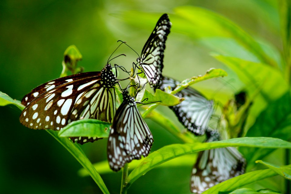Blur Butterflies Close-up