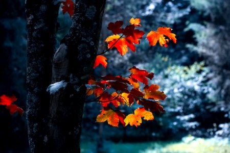 Autumn Leaves Blur