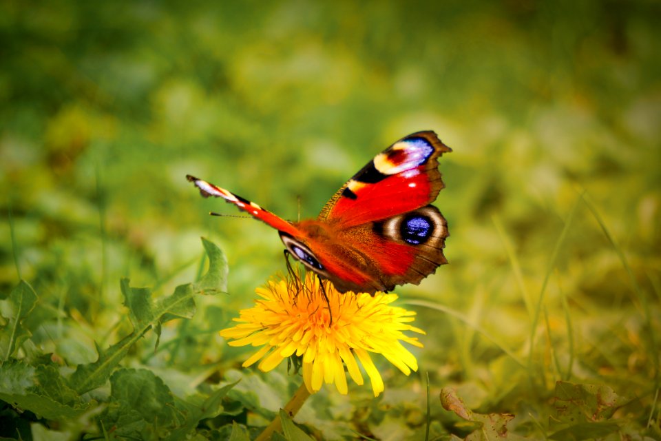 Bloom Blossom Butterfly
