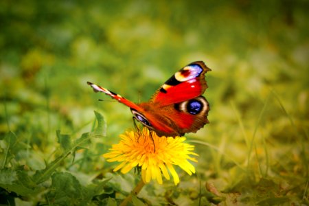 Bloom Blossom Butterfly