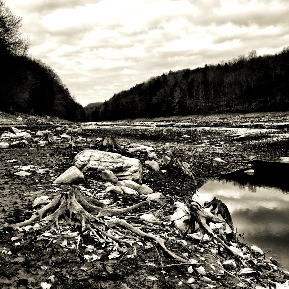Grayscale Photography Of Tree