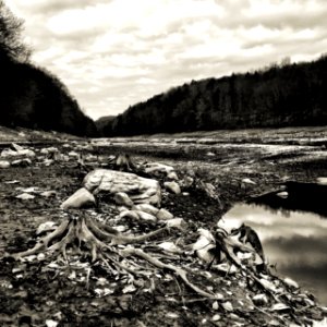 Grayscale Photography Of Tree