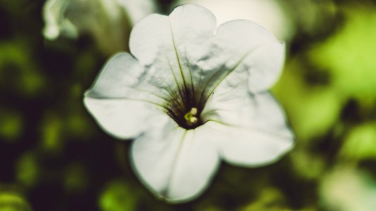 Bloom Blossom Close-up