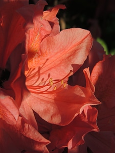 Flower nature red