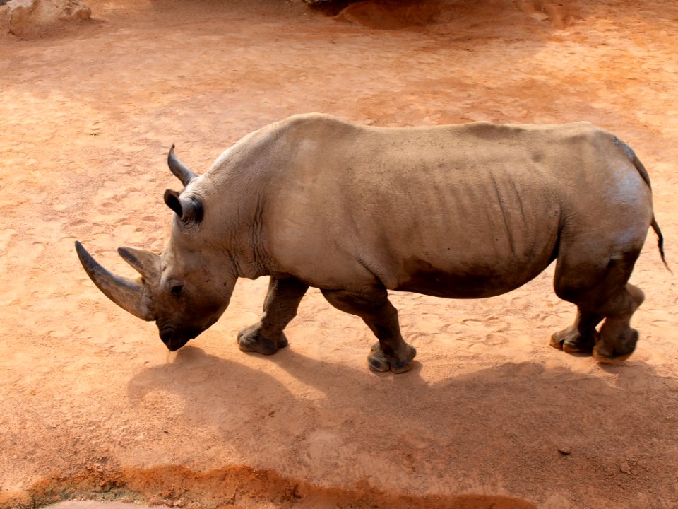 Animal Photography Big