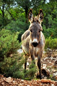 Animal Cute Donkey photo