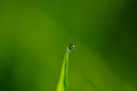 Blade Of Grass photo