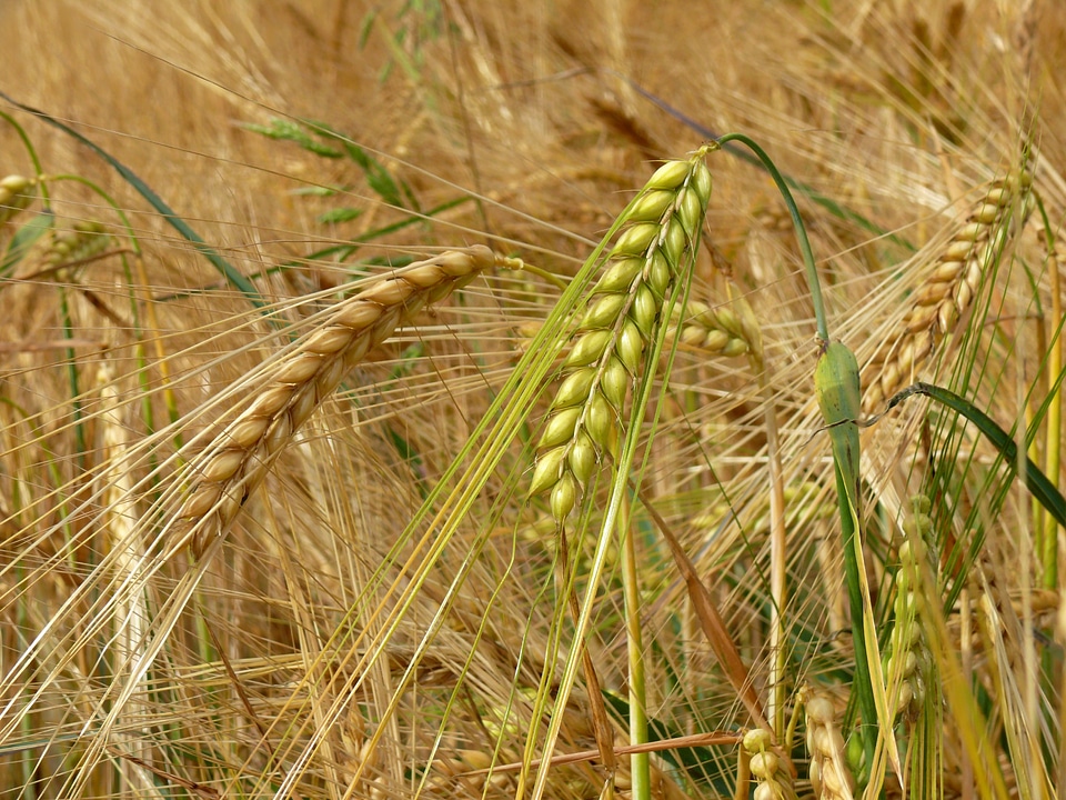 Spike summer harvest