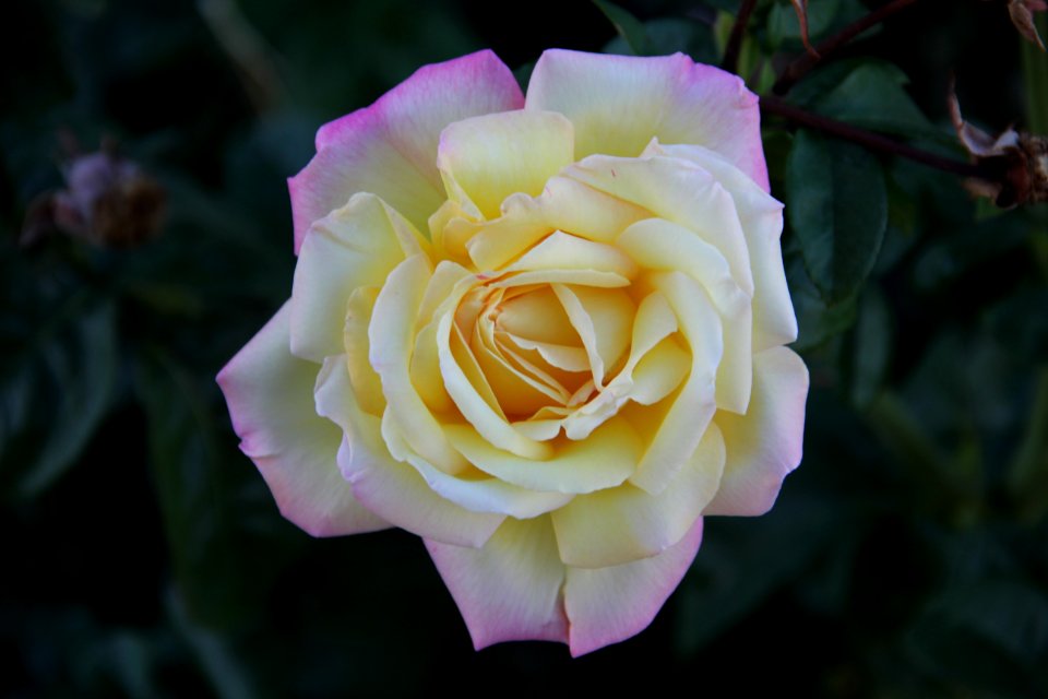 Bloom Blossom Flora