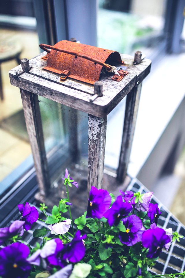 Pansies amp Lantern