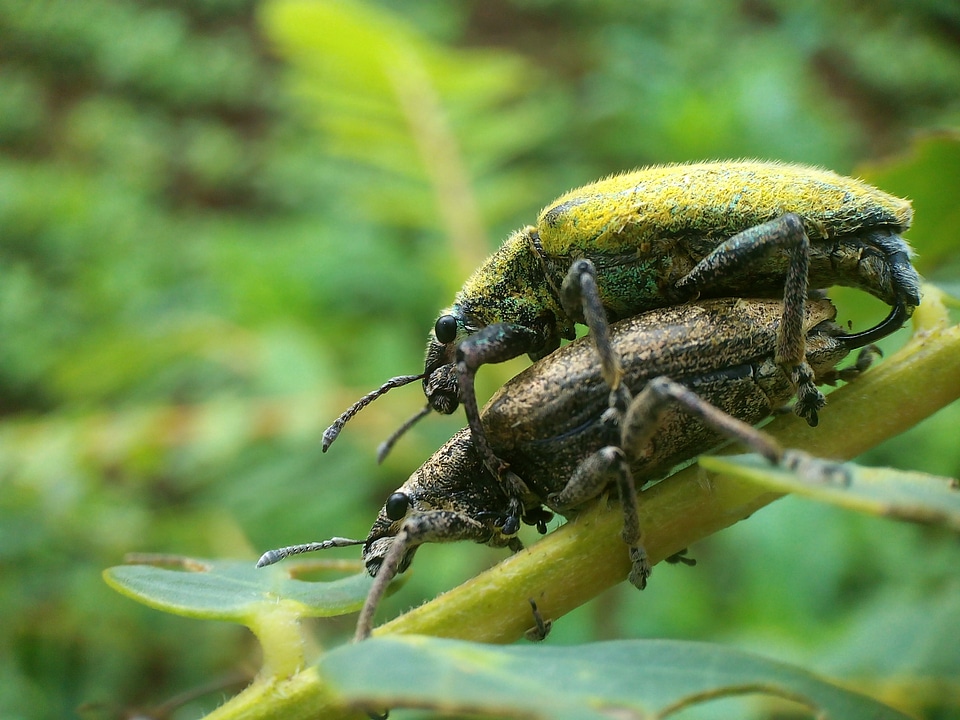 Insects green happy