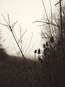 Grayscale Photo Of Bush Covered With Fog