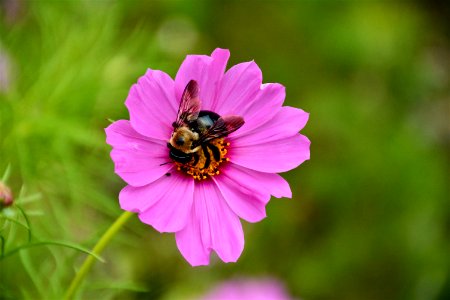 Bee Bloom Blossom