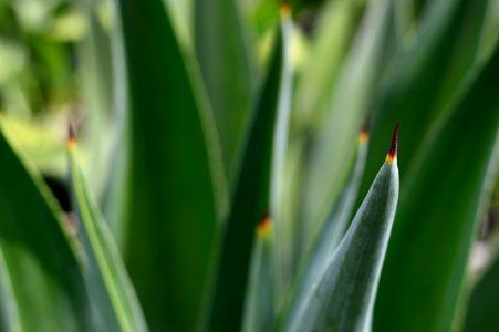 Agave Aloe Close-up