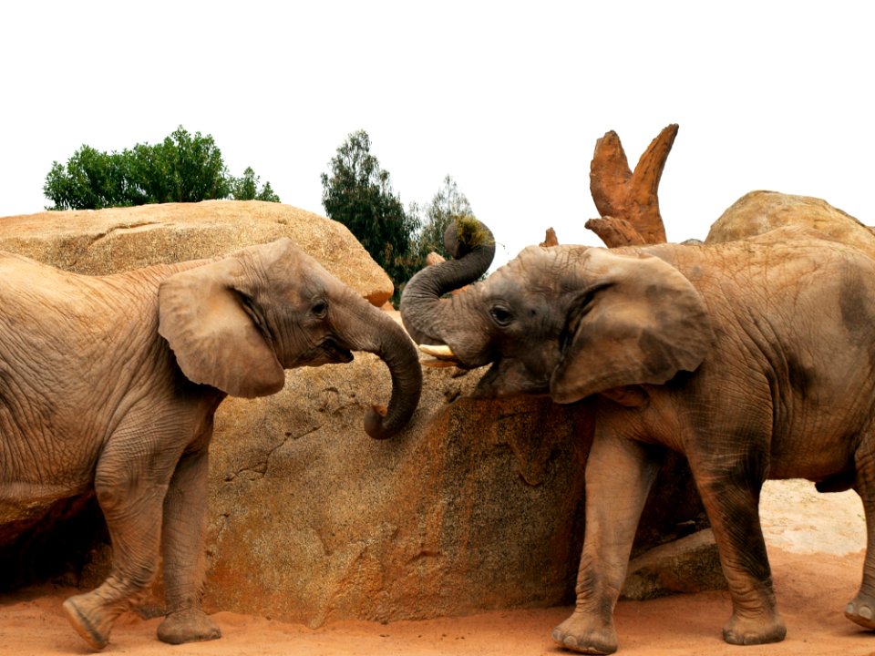 African Elephant Animal
