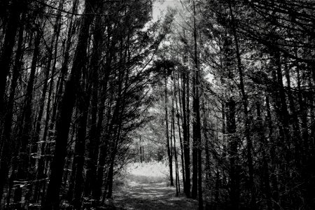 Black-and-white Forest Monochrome photo