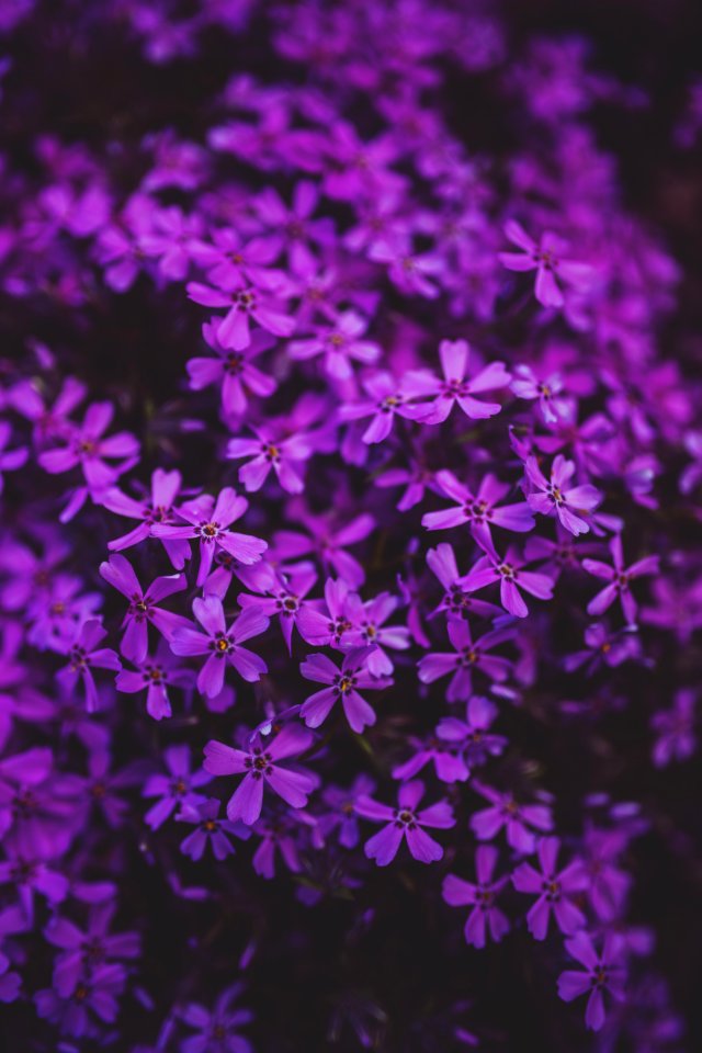 Little Purple Flowers