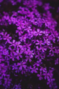 Little Purple Flowers