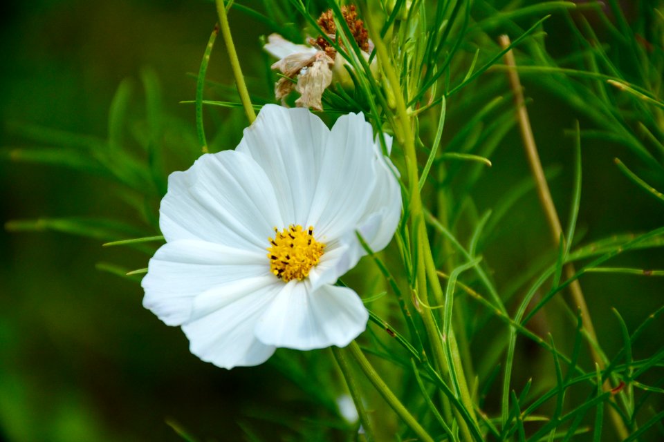 Bloom Blossom Close-up