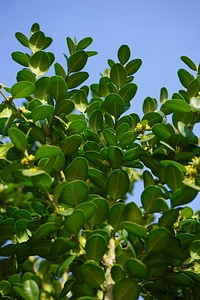 Green leaves buxus sempervirens photo