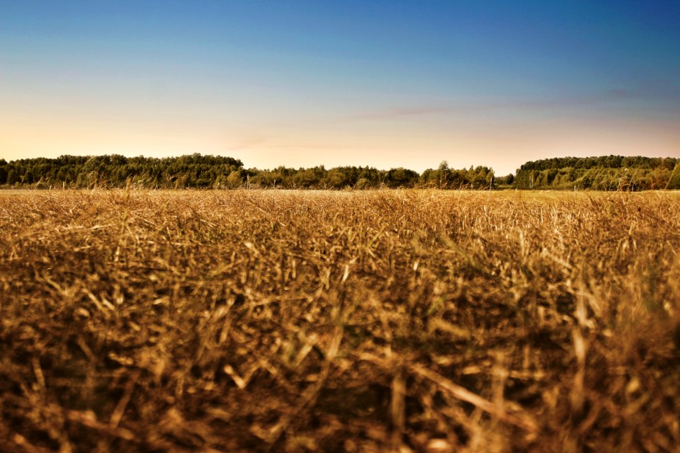 Agriculture Cropland Crops