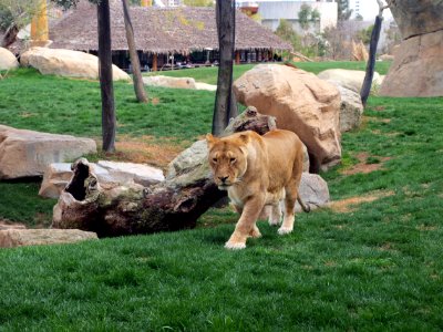 Animal Big Cat