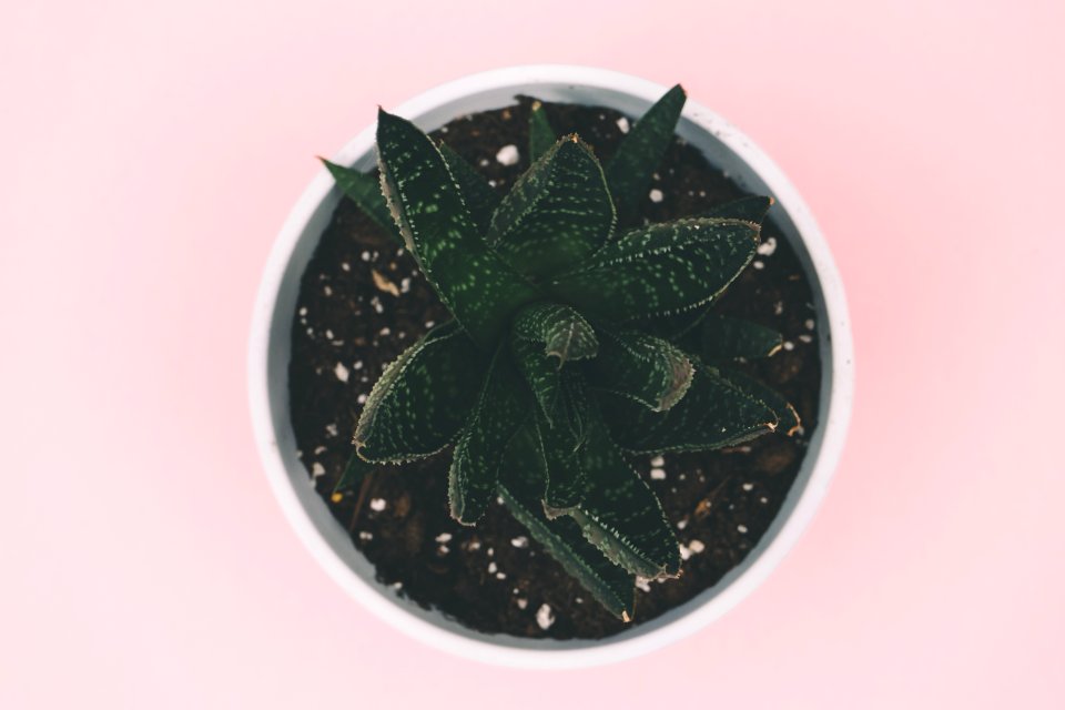Close-up Dirt Leaves