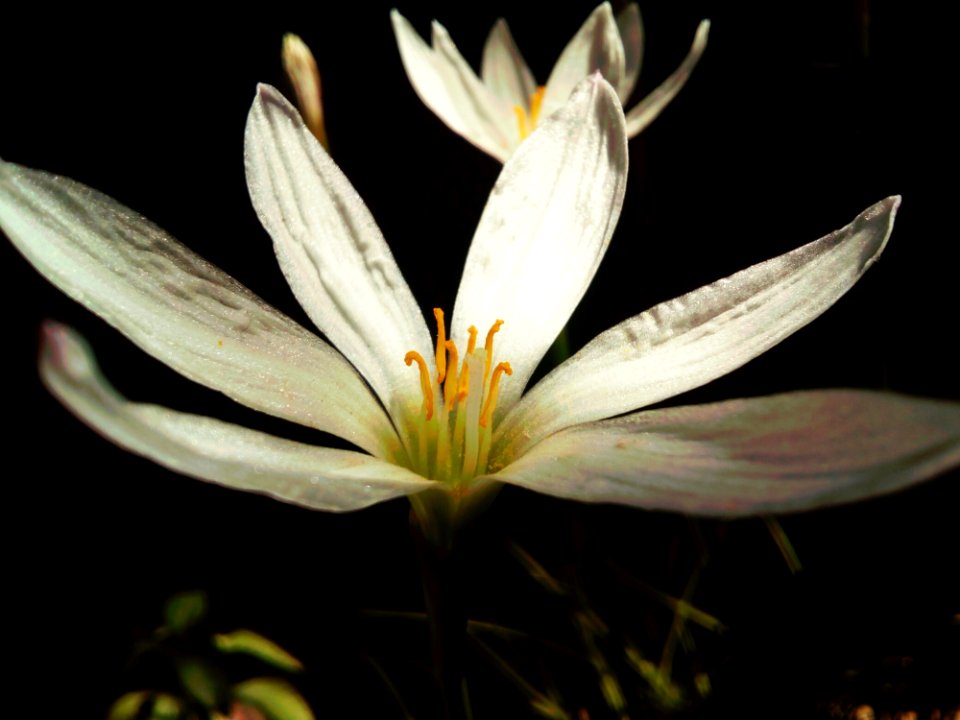 Bloom Blossom Close-up