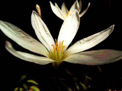 Bloom Blossom Close-up