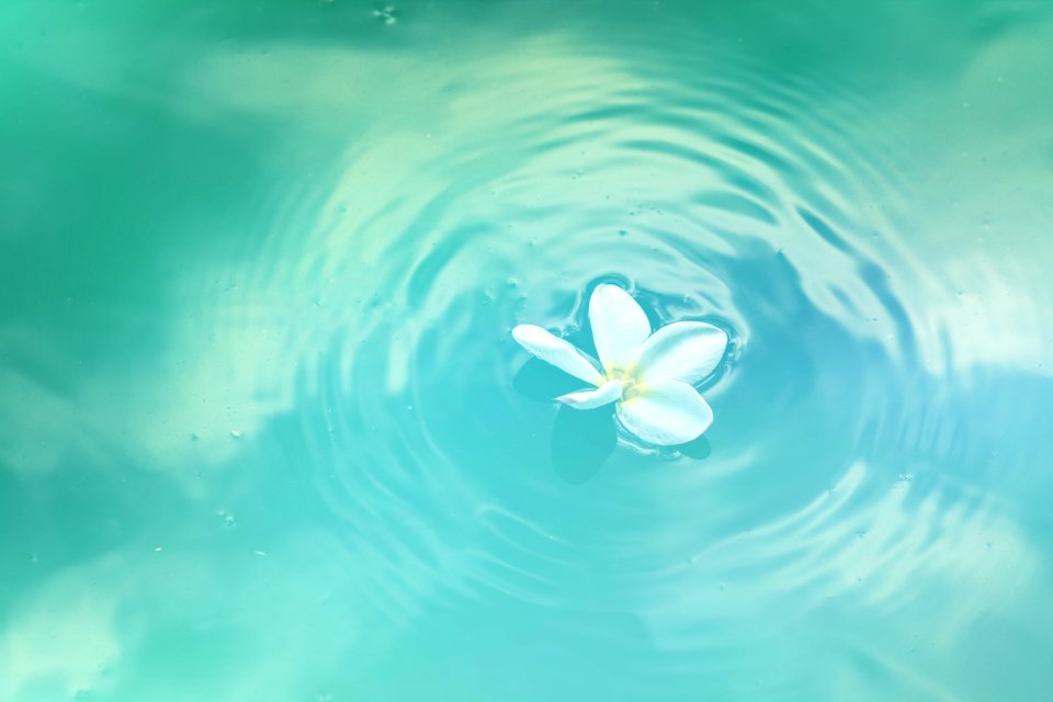 Bloom Blossom Clean