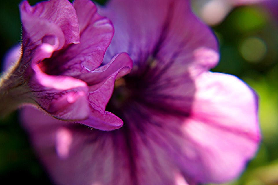 Macro Photography Of Malva Flower