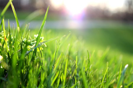 Blade Of Grass
