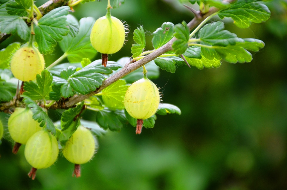 Gooseberry soft fruit bush