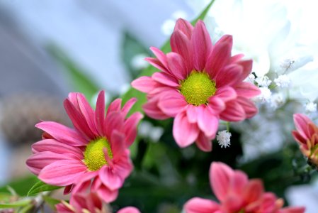 Close-up Photo Of Pink Gazania Flower photo