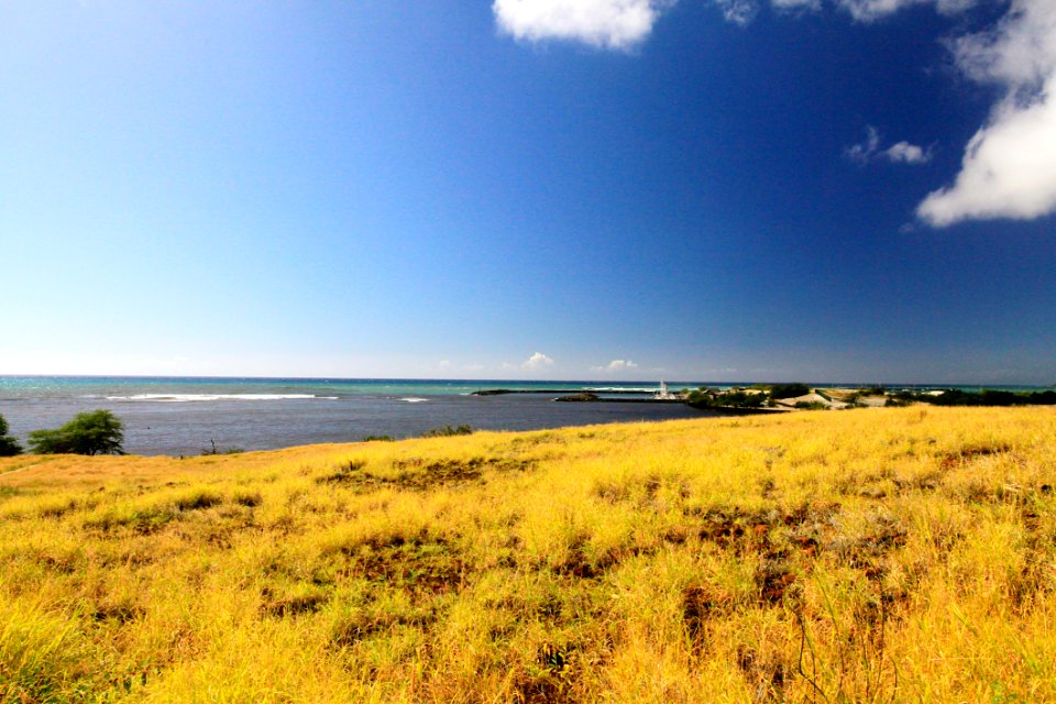 Coast Field Grass