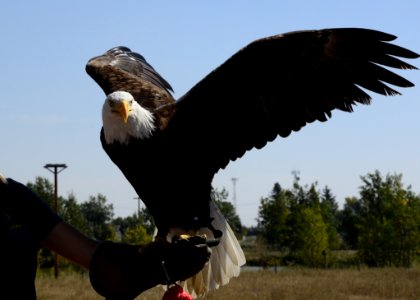 Animal Avian Bald photo