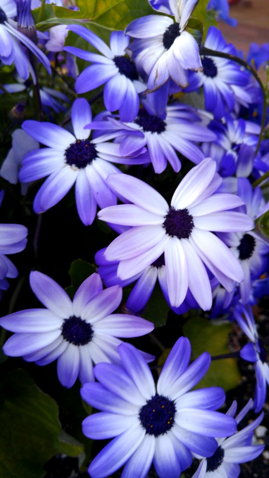 Bloom Blossom Flora